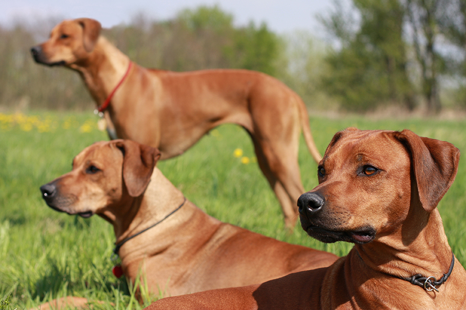 A pack of Rhodesian Ridgeback dogs