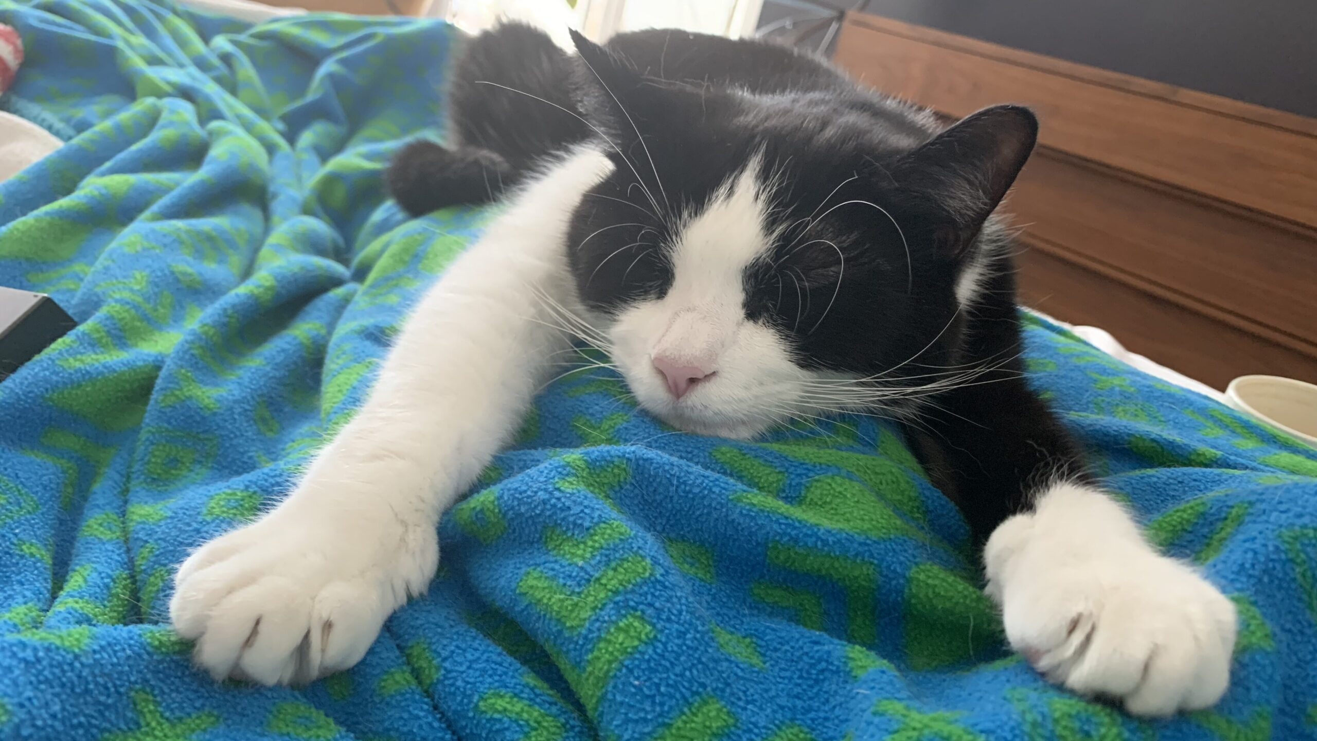 Archer Seaman was the first cat enrolled in the study in April 2021.