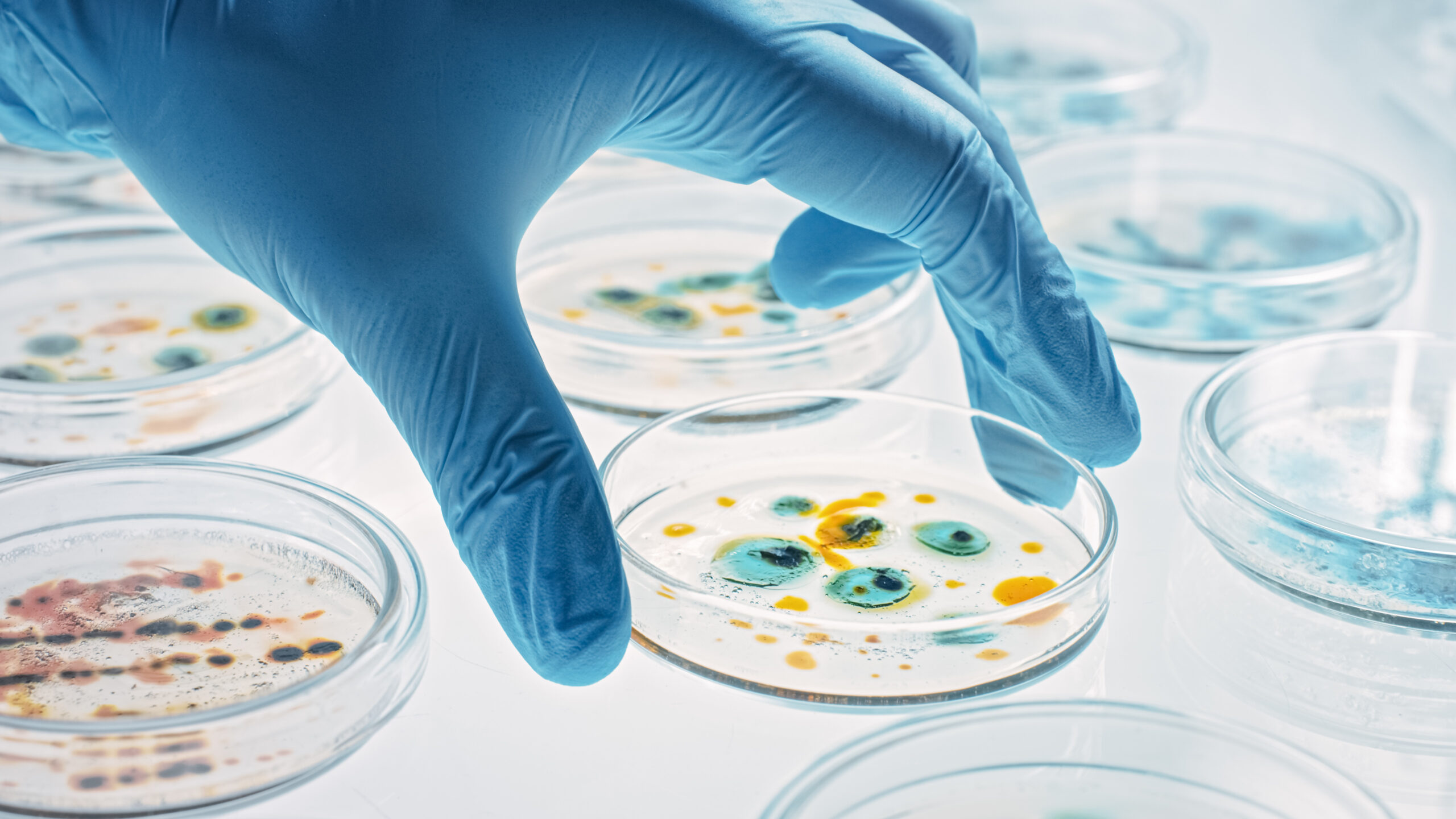 a hand in a blue glove sets down a petri dish