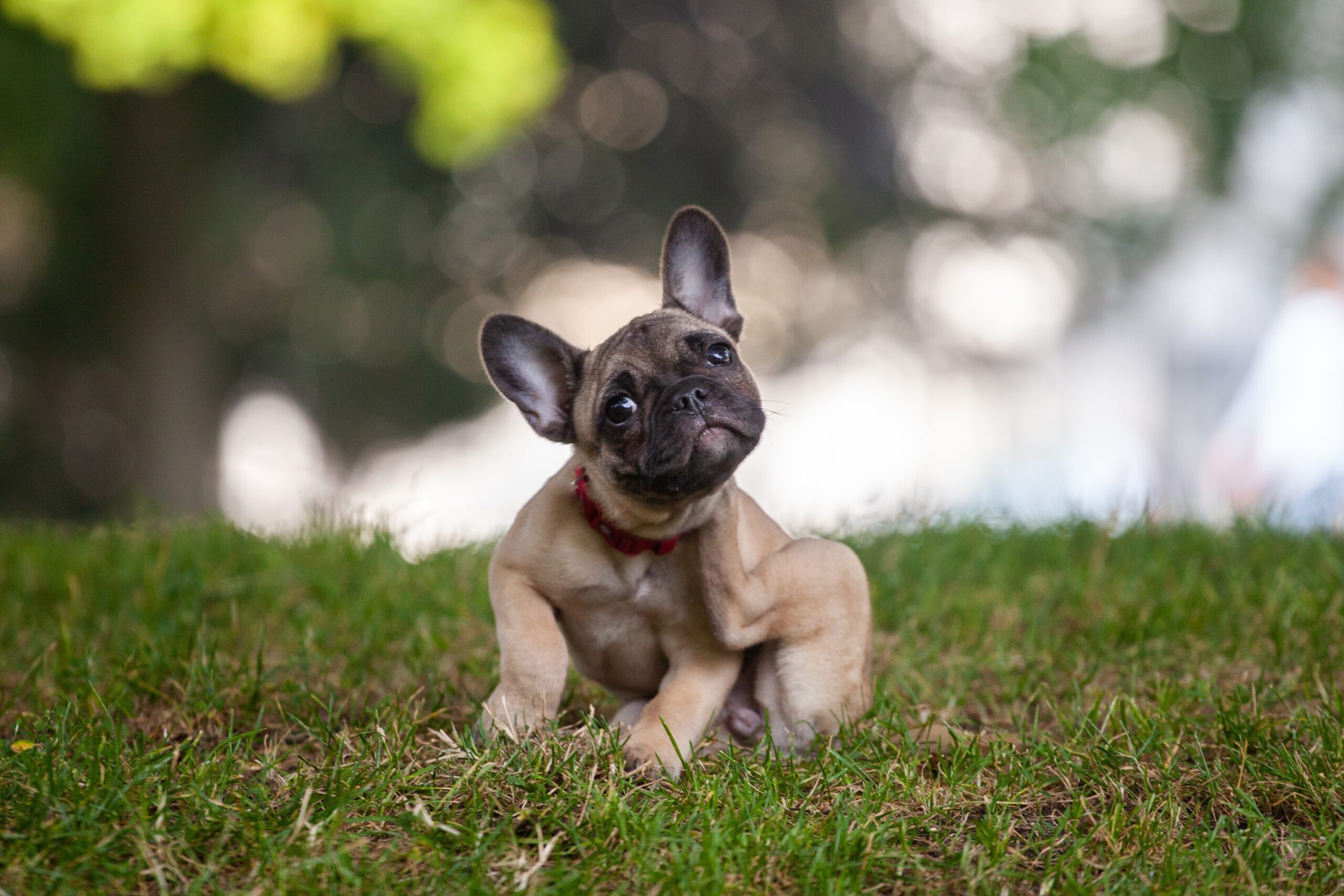 A French bull dog sits in grass while it scratches its chin with a hind leg.